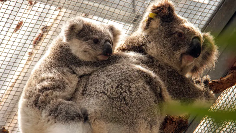 Puluhan Koala Berhasil Diselamatkan dari Kebakaran Hutan Australia