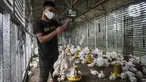 Pekerja menimbang ayam yang dipesan konsumen di tempat pemotongan ayam, Jakarta, Jumat (3/12/2021). Jelang Natal dan Tahun Baru harga beberapa kebutuhan pokok khususnya daging sapi dan ayam masih stabil, kecuali minyak goreng curah yang mengalami kenaikan. (Liputan6.com/Johan Tallo)