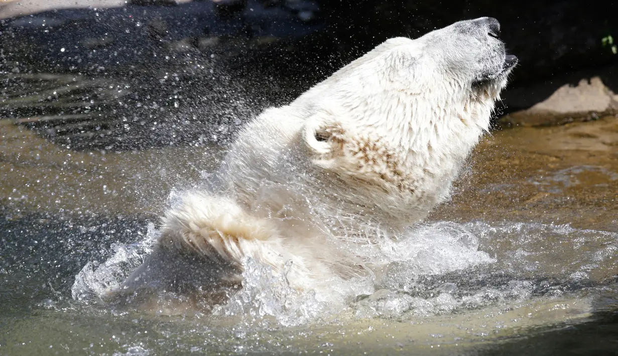 Beruang kutub Tonja bermain air di Kebun Binatang Tierpark saat gelombang panas melanda Eropa, Berlin, Jerman, Selasa (7/8). (AP Photo/Miriam Karout)