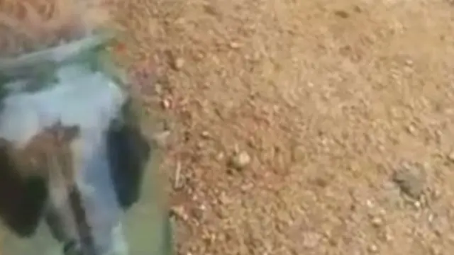 Kasihan... Kepala Rubah Tersangkut dalam Toples
