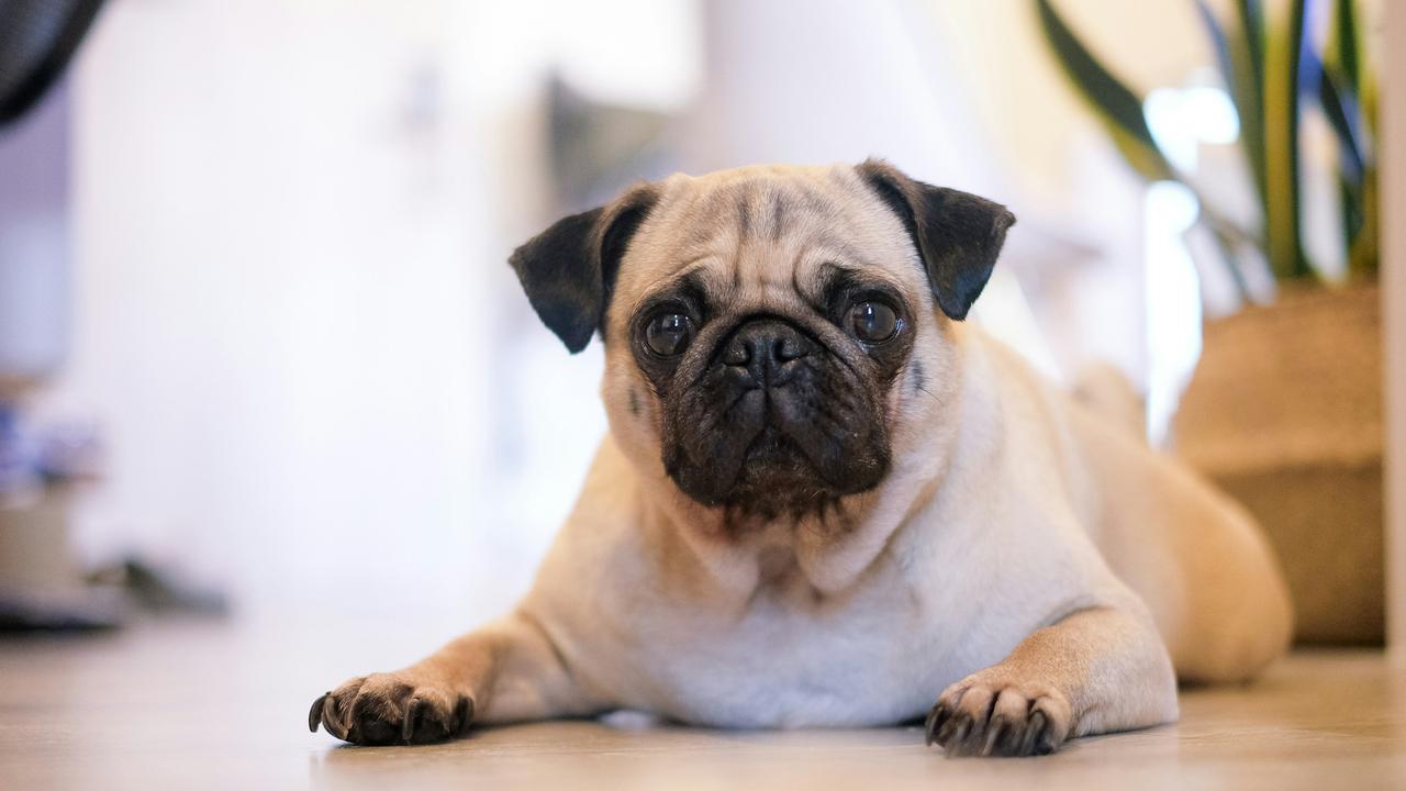 Pug