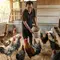 5 Penyebab Ayam Kampung Berhenti Bertelur Mendadak, Ternyata Bisa karena Hal Sederhana