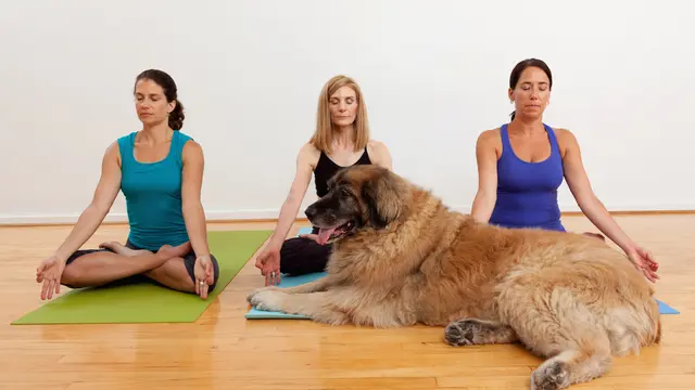 Yoga anjing