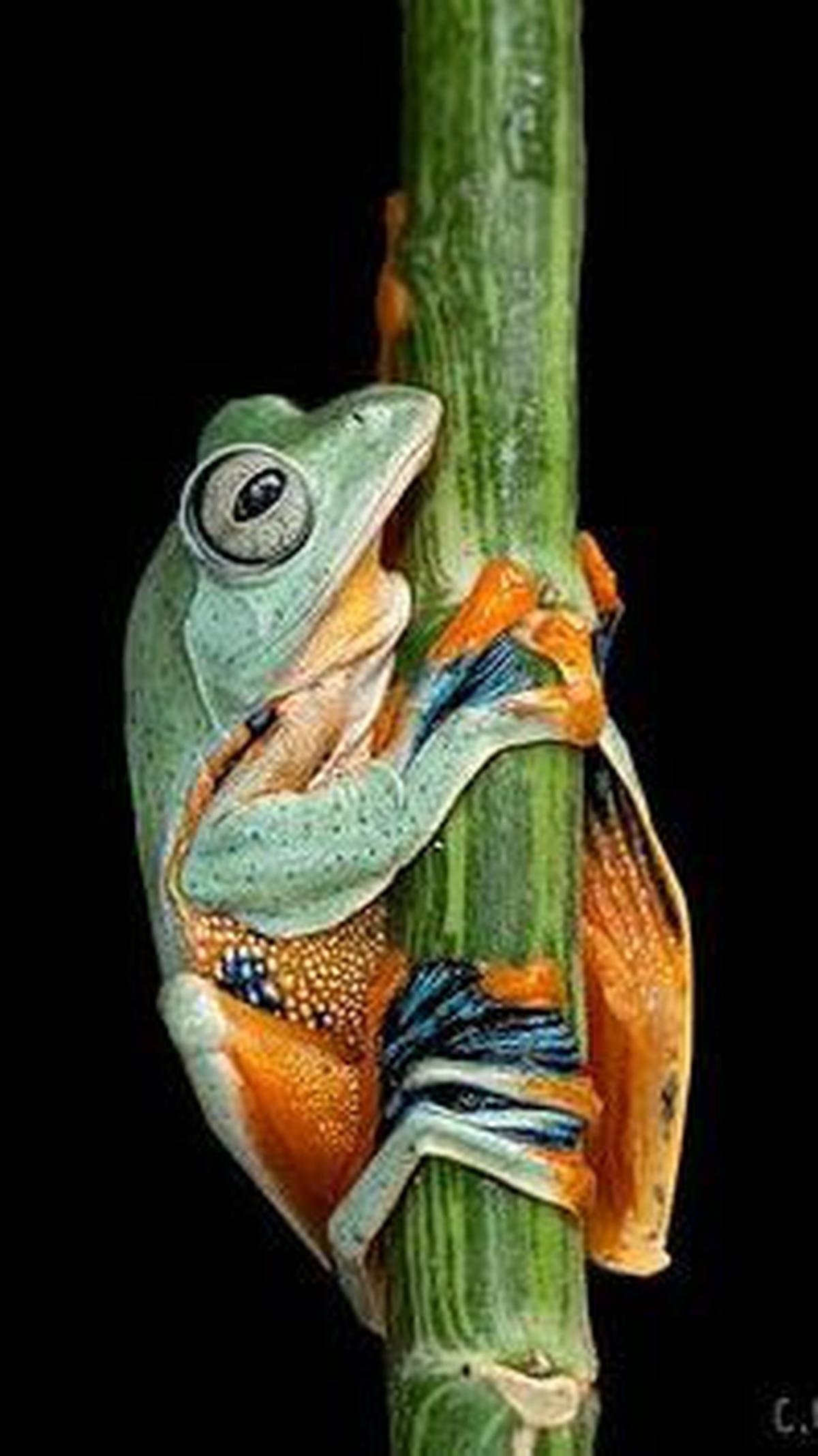 <b>Katak Terbang Wallace</b>