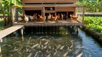 7 Jenis Ikan Air Tawar yang Cocok Dipelihara di Bawah Kandang Ayam, Hasilkan Keuntungan Ganda
