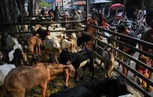 Pemprov Sumsel Tak Rekomendasikan Warga Beli Hewan Kurban di Pinggir Jalan, Ini Alasannya