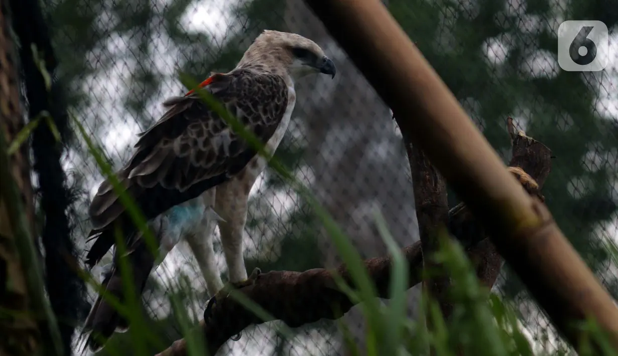 Burung Elang Brontok (Nisaetus Cirrhatus) bertengger dalam sangkar besar yang ada di area pelepasan burung Cangkuang, Cidahu, Jawa Barat. Lokasi Pelepasan Elang Brontok ditentukan  setelah melewati penilaian habitat oleh Balai TNGHS. (merdeka.com/Imam Buhori)