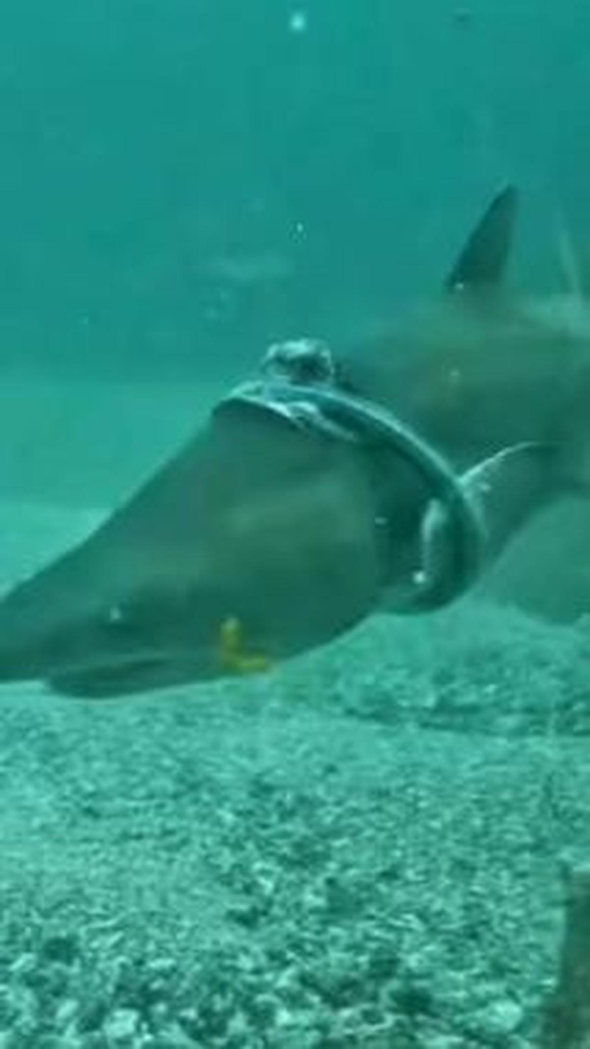 Mengutip kantor berita Australia 7News, salah satu pemilik Forster Dive Center, Amelie Chipeaux, mengatakan dia sedang menyelam di Seal Rocks pada bulan lalu ketika dia melihat hiu betina berukuran 1,6 m berenang ke arahnya dengan sesuatu di sekitar tubuh