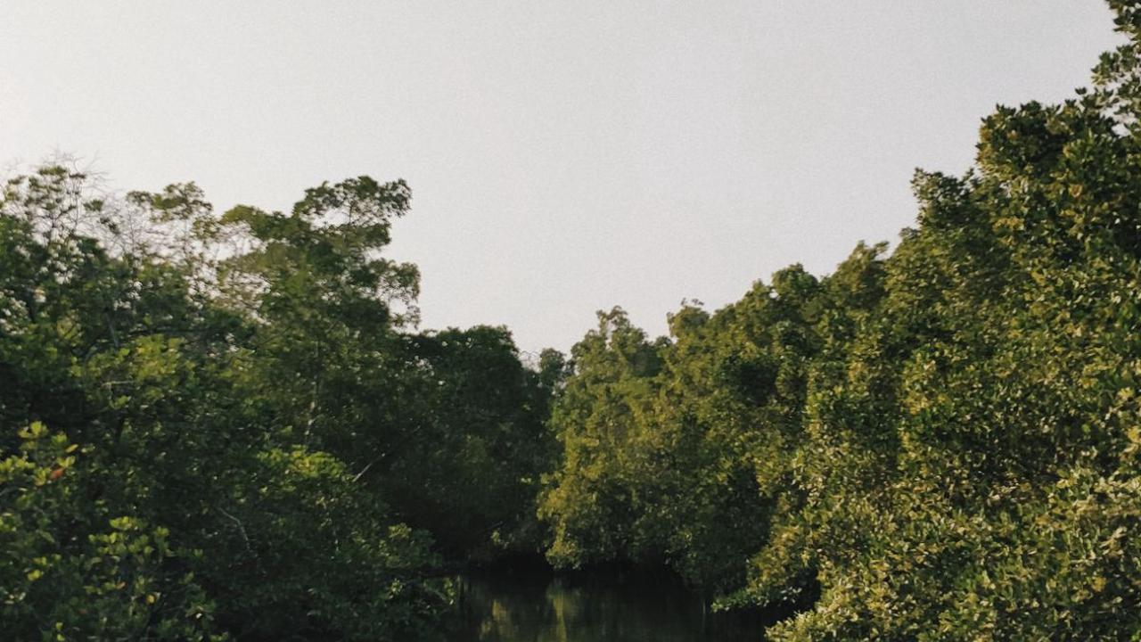 <b>Mengenal Apa Itu Mangrove</b>
