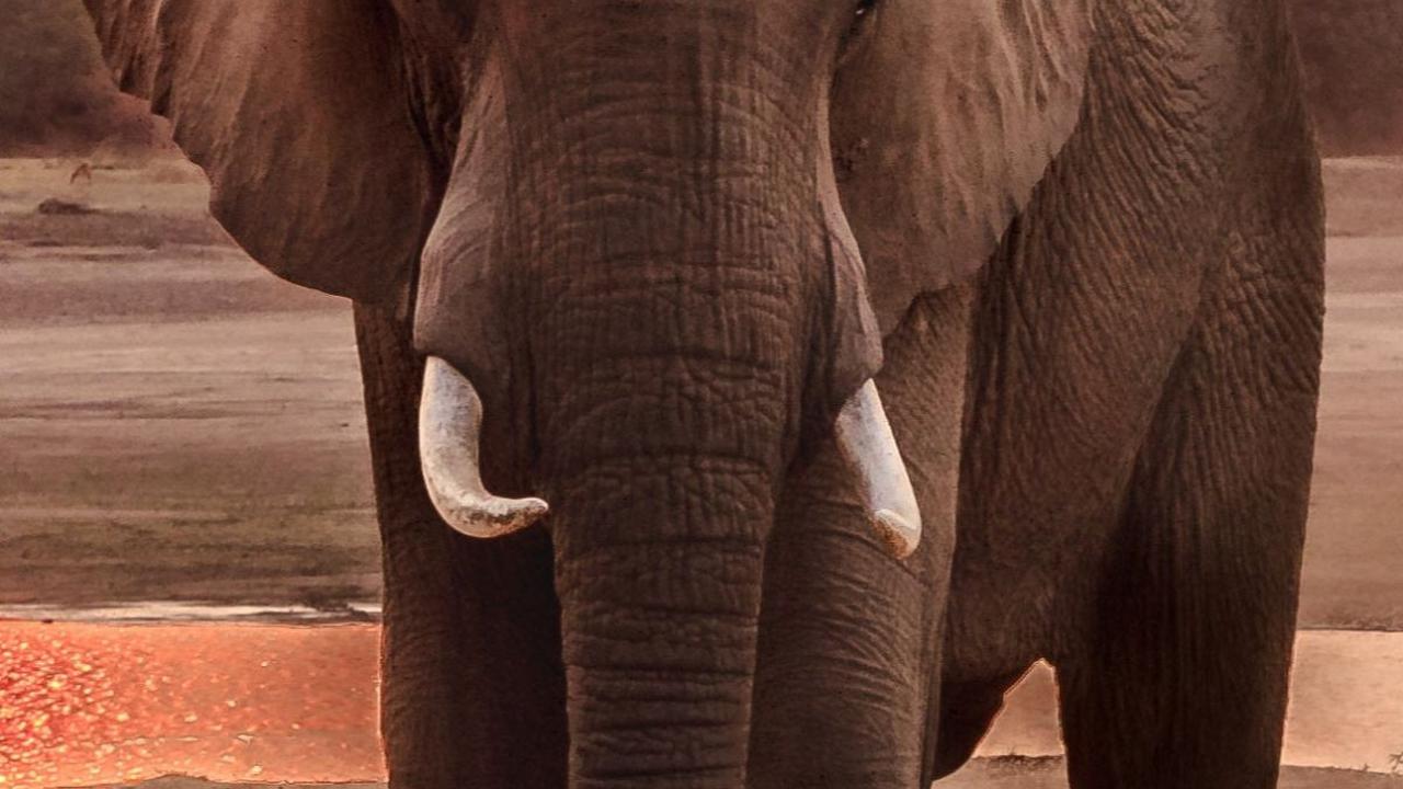 1. Gajah<br>