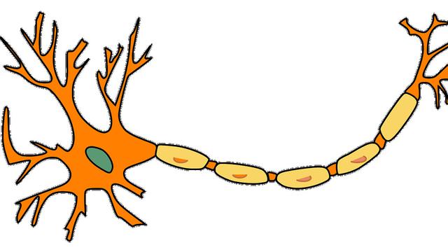 neuron