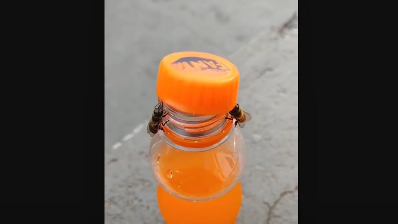 Viral 2 Ekor Lebah Bisa Buka Tutup Botol, Ini Videonya