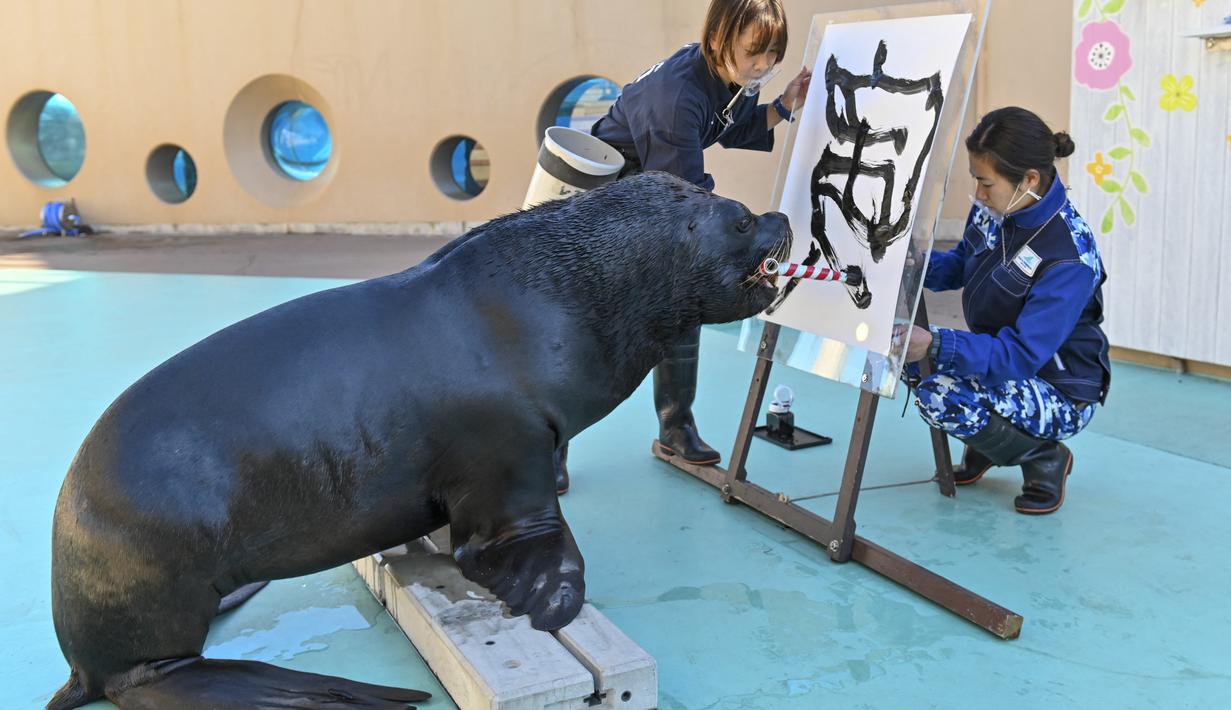Singa laut Leo menggunakan kuas untuk melukis karakter China "harimau", yang merupakan tanda zodiak China tahun baru yang akan datang, selama pratinjau pers di Hakkeijima Sea Paradise di Yokohama (27/12/2021). (AFP/Kazuhiro Nogi)