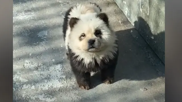 Panda Jadi-jadian Dipamerkan di Kebun Binatang China, Pengelola Tak Merasa Bersalah