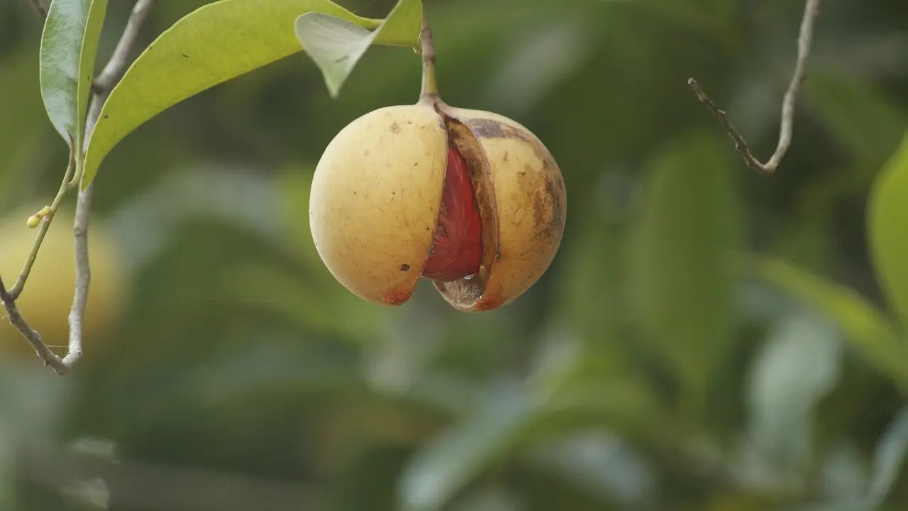 Buah pala