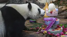 Panda raksasa bernama Shunshun menikmati kue ulang tahun di Taman Margasatwa dan Kebun Raya Tropis Hainan di Haikou, Provinsi Hainan, China selatan, pada 27 Agustus 2020. Taman tersebut mengadakan perayaan ulang tahun ketujuh untuk dua panda raksasa pada Kamis (27/8). (Xinhua/Pu Xiaoxu)