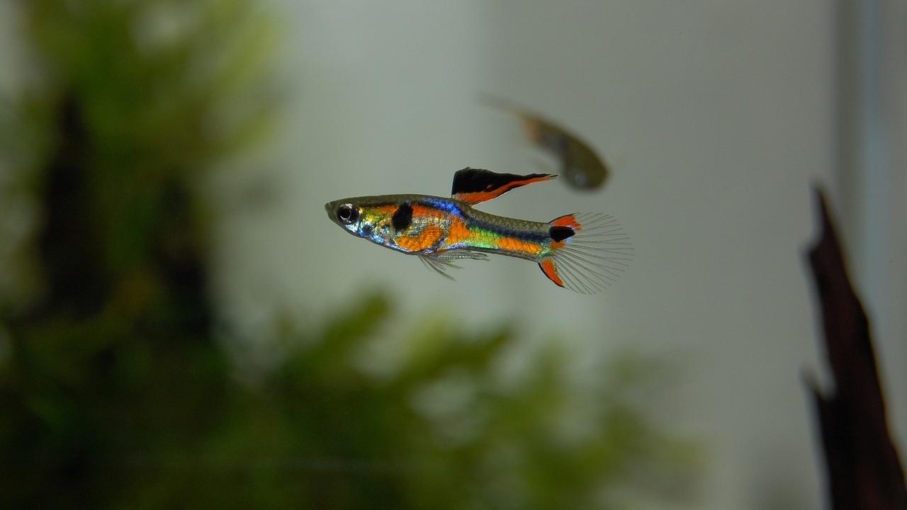 Jenis Ikan Guppy Lokal