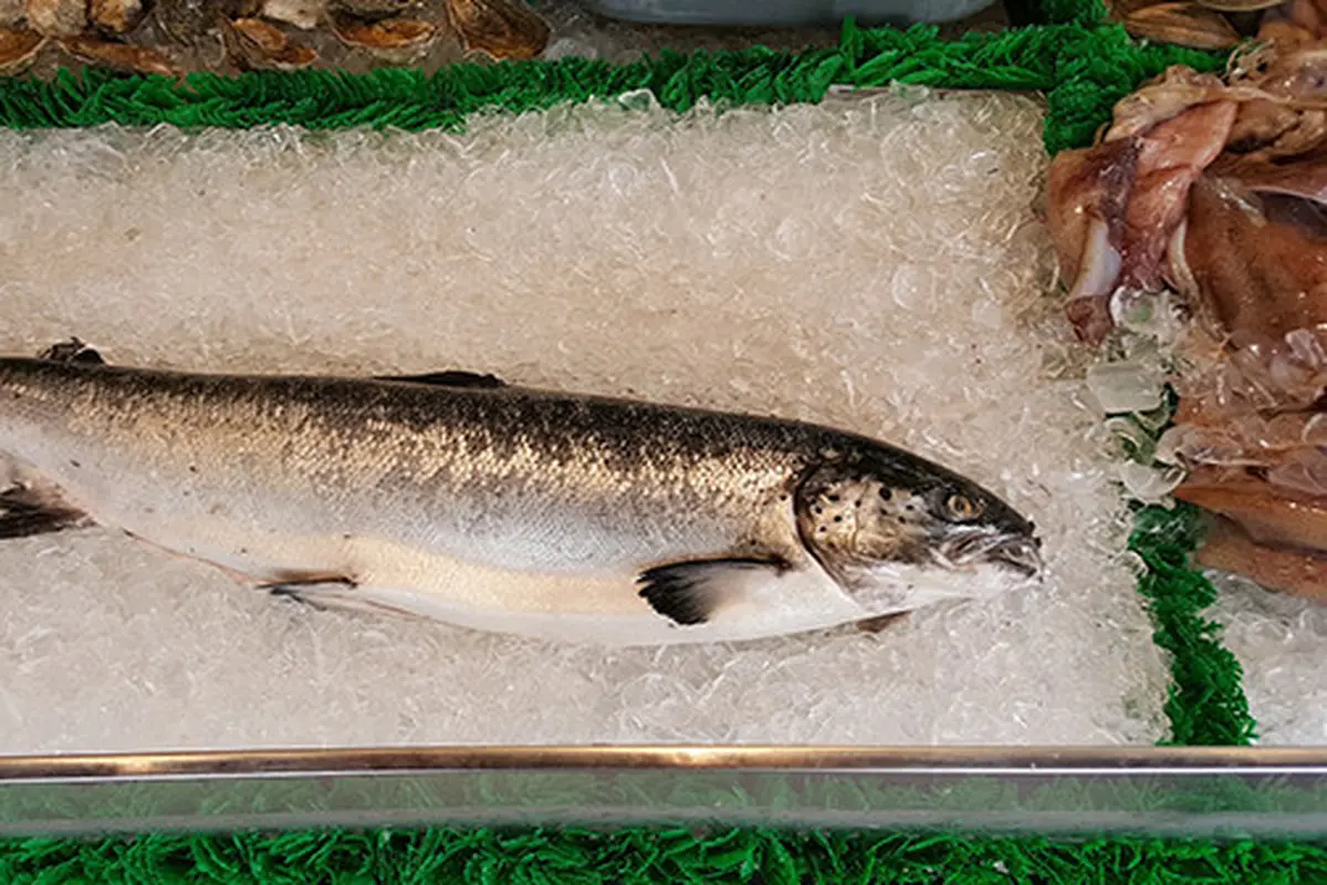 Ilustrasi ikan salmon