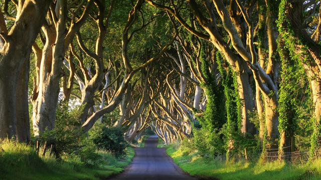 Dark Hedges