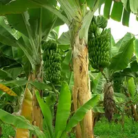 Batang Pohon Pisang / Sumber: Pixabay