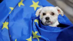 Seekor anjing dan pemiliknya mengikuti pawai anti-Brexit di London, Minggu (7/10). Para pemilik anjing ini mengkhawatirkan kekurangan dokter hewan dan kenaikan biaya makanan hewan peliharaan jika Inggris keluar dari Uni Eropa. (AFP/Tolga AKMEN)