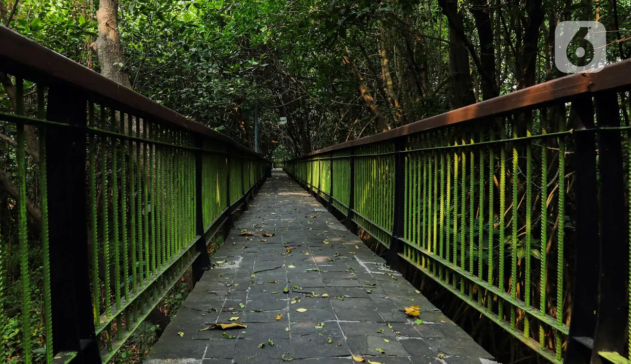 Lokasinya yang tidak begitu jauh dari pusat kota menjadikan Kawasan Ekowisata Mangrove PIK selalu ramai pengunjung baik pada hari kerja maupun akhir pekan. (Liputan6.com/Herman Zakharia)