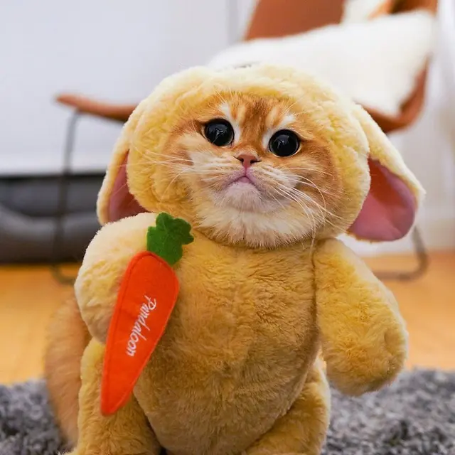 7 Potret Menggemaskan Pisco, Kucing yang Mirip Puss in Boots