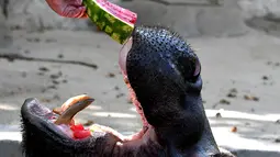 Seekor kuda nil diberi makan semangka beku untuk mendinginkan diri di kebun binatang "Bioparco" selama gelombang panas di Roma, Italia (25/7). (AFP Photo/Tiziana Fabi)