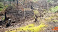 Citizen6, Asahan: Perambahan Hutan Lindung Tormatutung Asahan, terus berlanjut. Pembakaran yang terus dilakukan oleh masyarakat maupun pengusaha membuat kondisi hutan rusak parah. (Pengirim: Tombak Nagara/Amir Dolok Saribu)