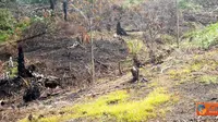 1,5 Juta Hektare Hutan Diserahkan ke Masyarakat Adat Sumbagsel 