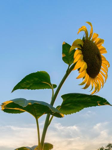 Ketika Bunga Matahari Jadi Inspirasi Lahirnya Inovasi Teknologi Pencahayaan Lifestyle Fimela Com