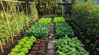 9 Sayuran yang Bisa Menjadi Tabungan Dapur bagi Keluarga, Hemat dan Mudah Ditanam
