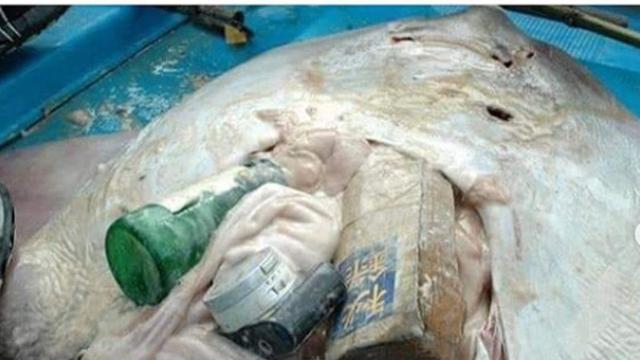 Pilu, Botol hingga Kamera Ditemukan dalam Bangkai Perut Ikan Pari