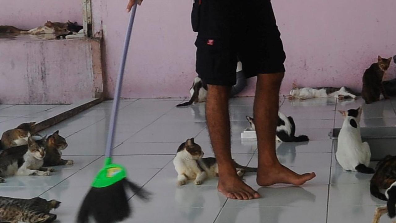 Seperti diketahui Rumah Singgah Clow (RSC) saat ini telah menampung lebih dari 1.500 ekor kucing dan 20 ekor anjing jalanan.