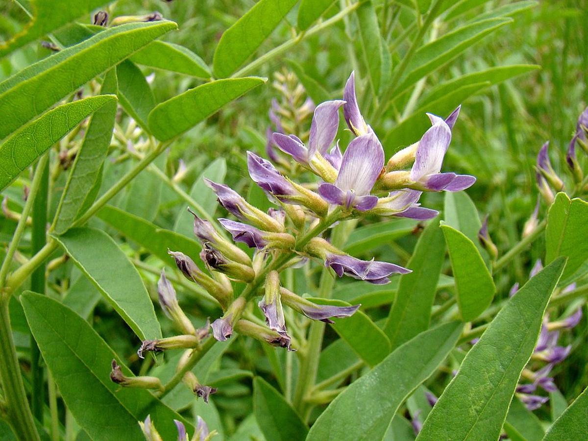 Ilustrasi Glycyrrhiza glabra