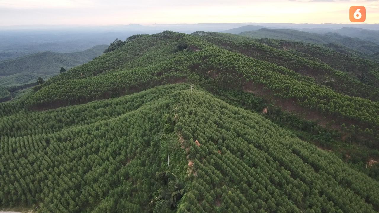 Hutan Tanaman Industri