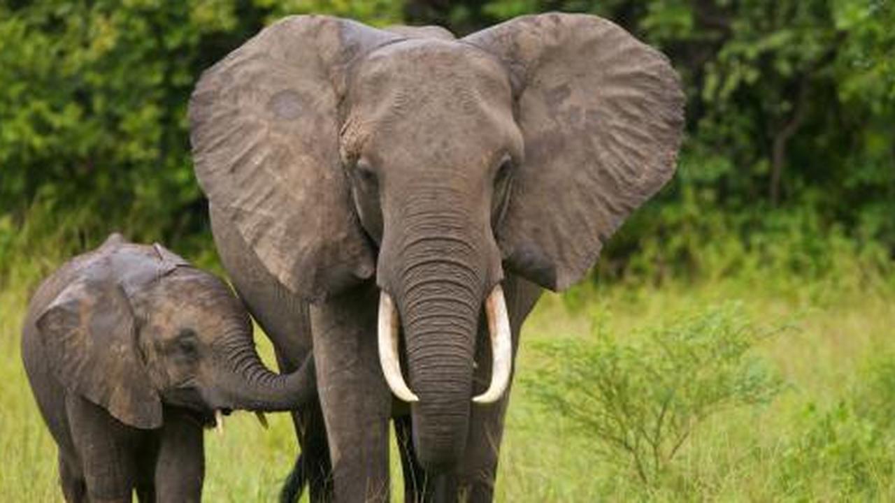 Gajah Sumatera diprediksi punah lima tahun lagi