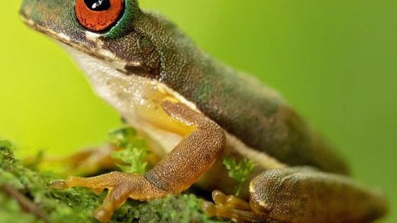 6. Katak<br>
