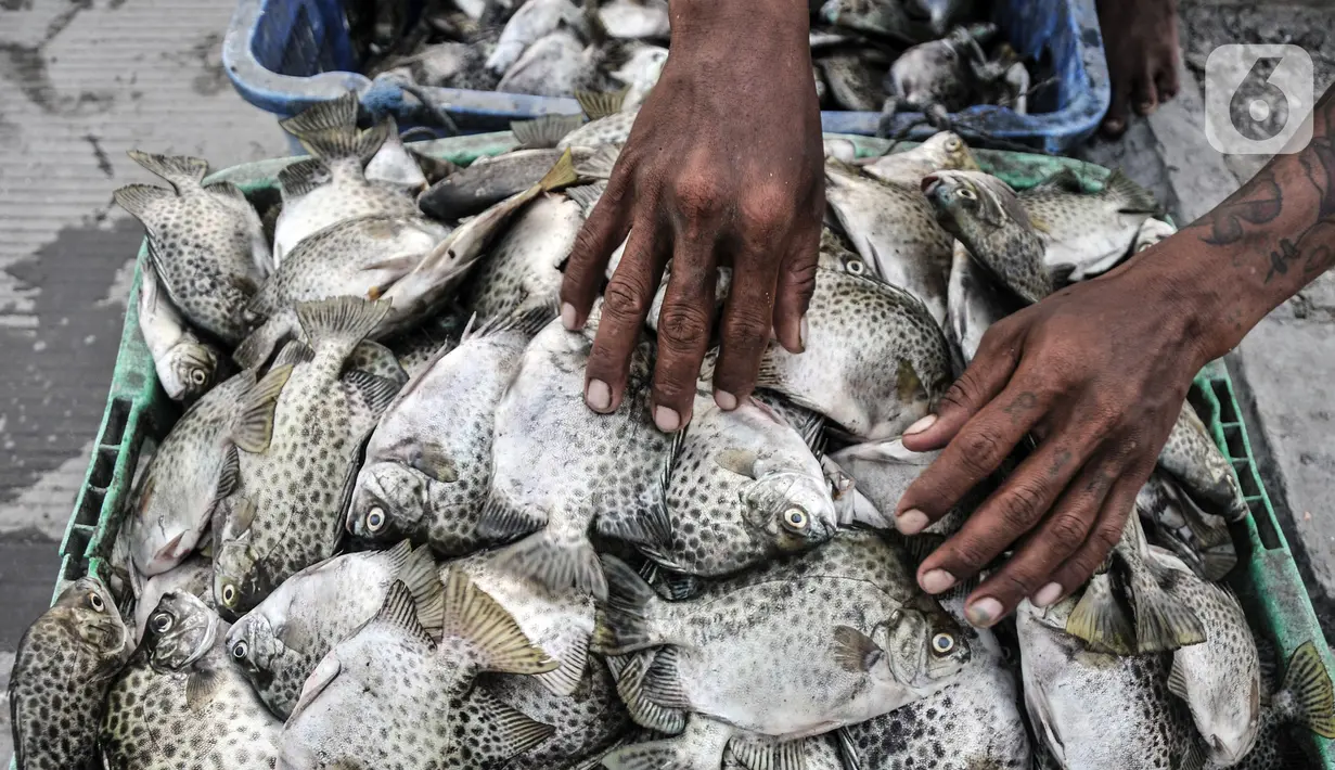 Nelayan memeriksa ikan di kawasan pesisir Kalibaru, Cilincing, Jakarta Utara, Senin (19/9/2022). Sebelumnya, pemerintah per 3 September 2022 memutuskan untuk menaikkan harga BBM bersubsidi jenis solar menjadi Rp 6.800 per liter dari harga sebelumnya Rp 5.150 per liter. (merdeka.com/Iqbal S. Nugroho)