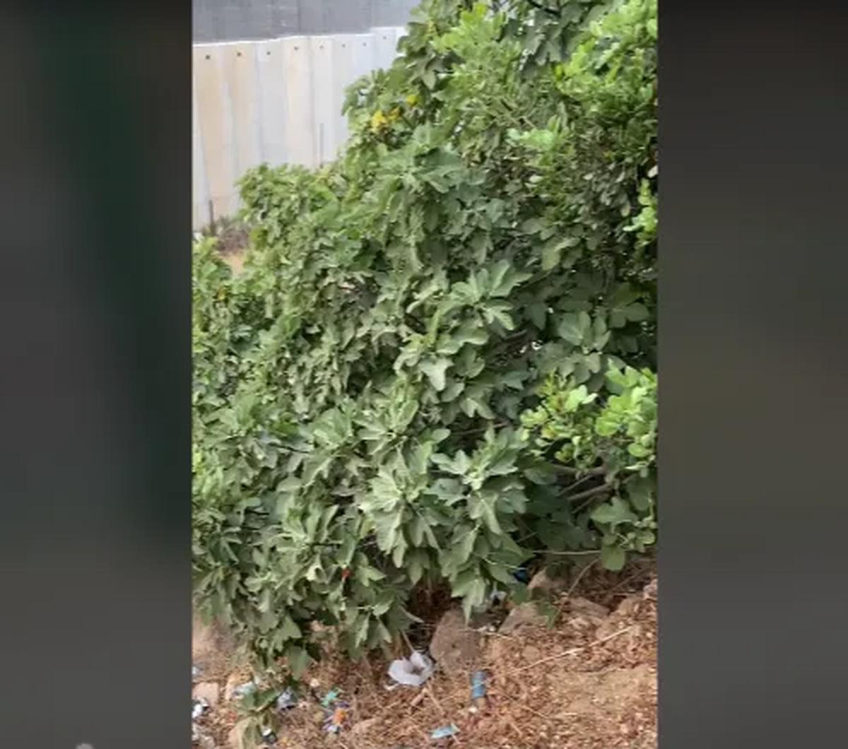 Buah tersebut tumbuh di dekat tembok perbatasan antara Lebanon dengan Israel. Seperti yang terlihat, pohon buah dari Surga ini berada begitu dekat dengan tembok perbatasan. <br>