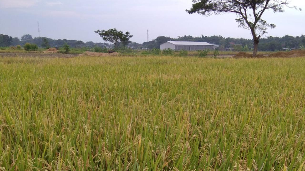 Sukoharjo Panen Raya, Kementan Optimis Stok Beras Aman