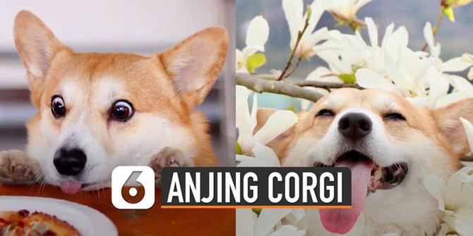 VIDEO: Hari Anda Buruk Intip Ekspresifnya Anjing Corgi Berikut