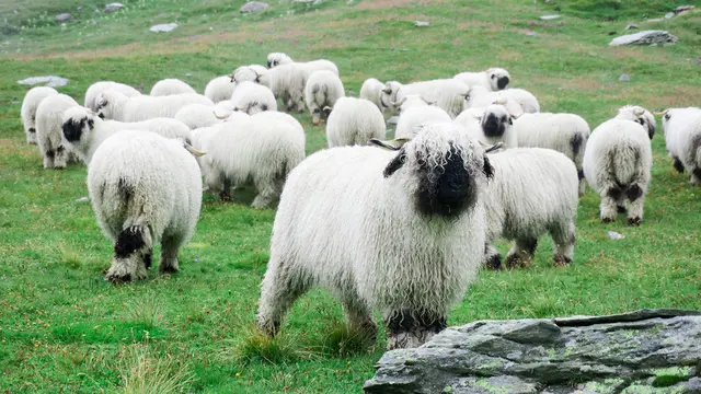 Valais Blacknose Sheep