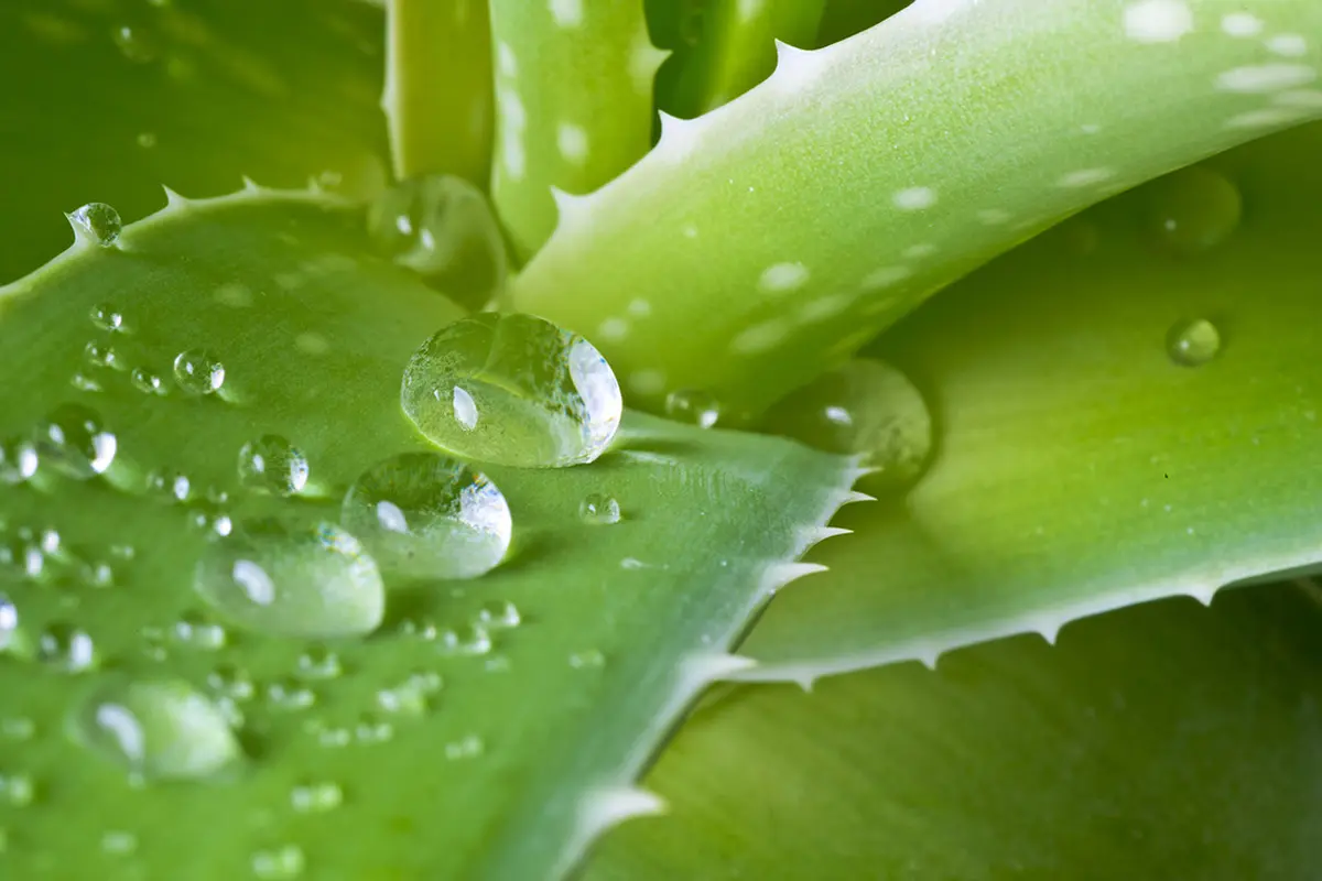 aloe vera, image: artnaturals.com
