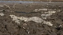 Sejumlah buaya terjebak dalam lumpur di sungai Pilcomayo, Boqueron, perbatasan Paraguay dan Argentina, (3/7). Daerah ini sedang menghadapi musim kekeringan terburuk dalam dua dekade terakhir. (REUTERS / Jorge Adorno)