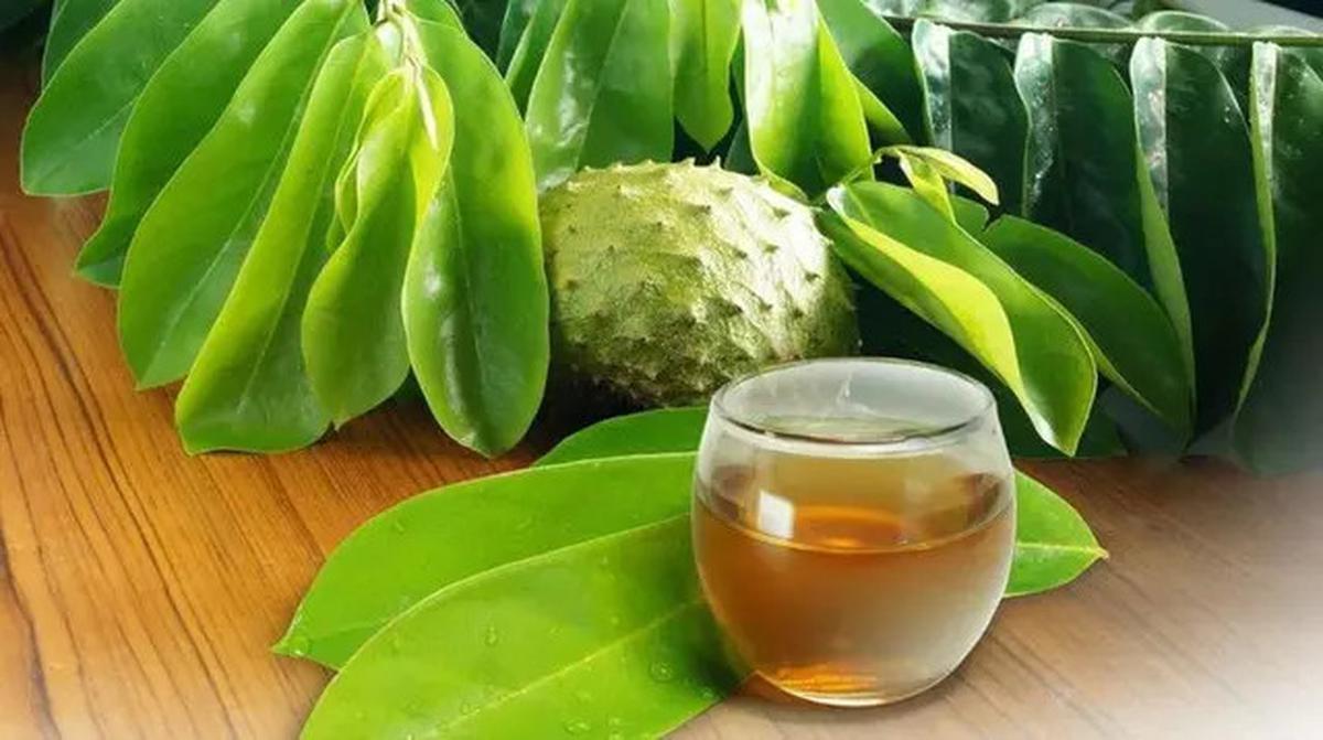 Khasiat Rebusan Daun Sirsak, Dari Menurunkan Asam Urat hingga Diabetes