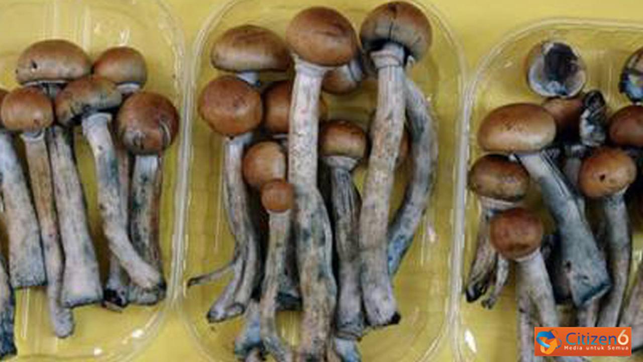 Magic Mushroom, Sang Halusinator Baru