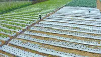 Ilustrasi petani selada/Youtube Kementerian Pertanian RI.