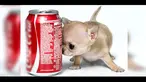 Di Wroclaw Polandia, telah ditemukan anjing Chihuahua terkecil. Ia memiliki tinggi tujuh sentimeter dan memiliki berat 300 gram.