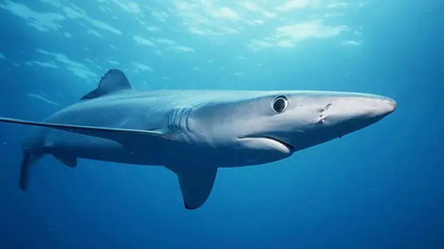 Hiu (NOAA)